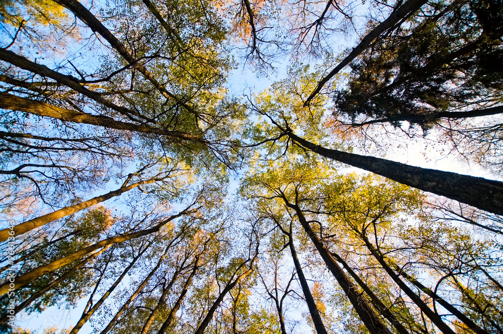 Obraz premium the forest bottom-up