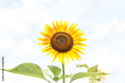 sunflower