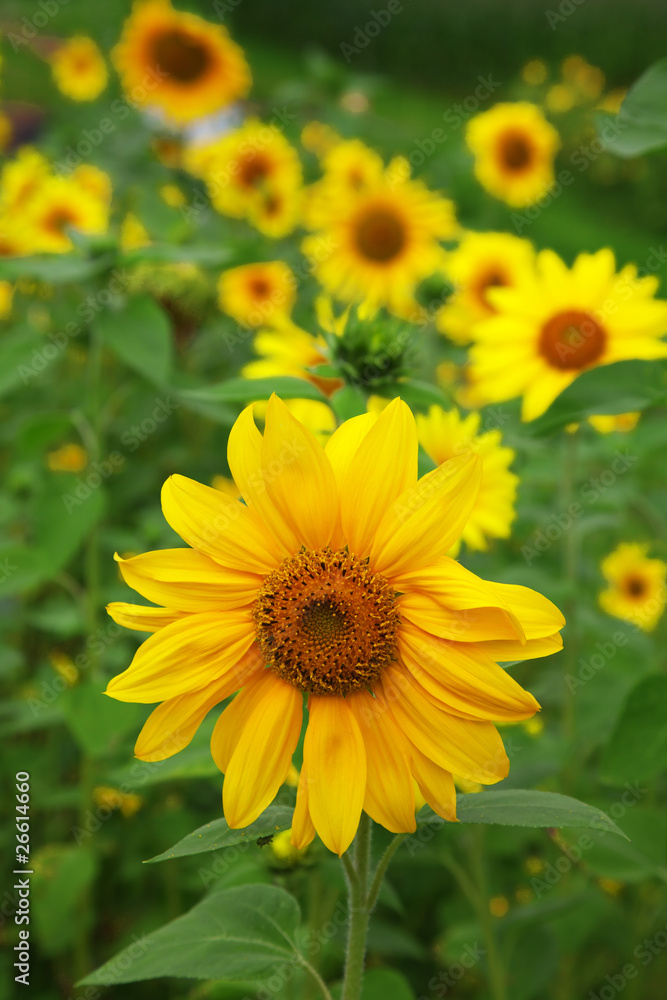 Sunflower Sunflower