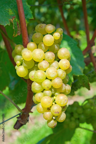 Yellow grapes