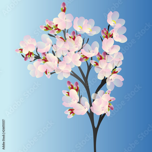 Cherry branch on blue background