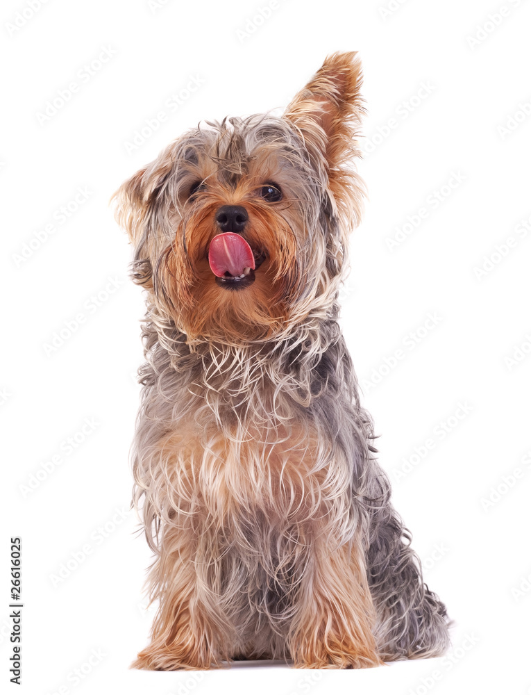 Yorkshire Terrier licking its nose