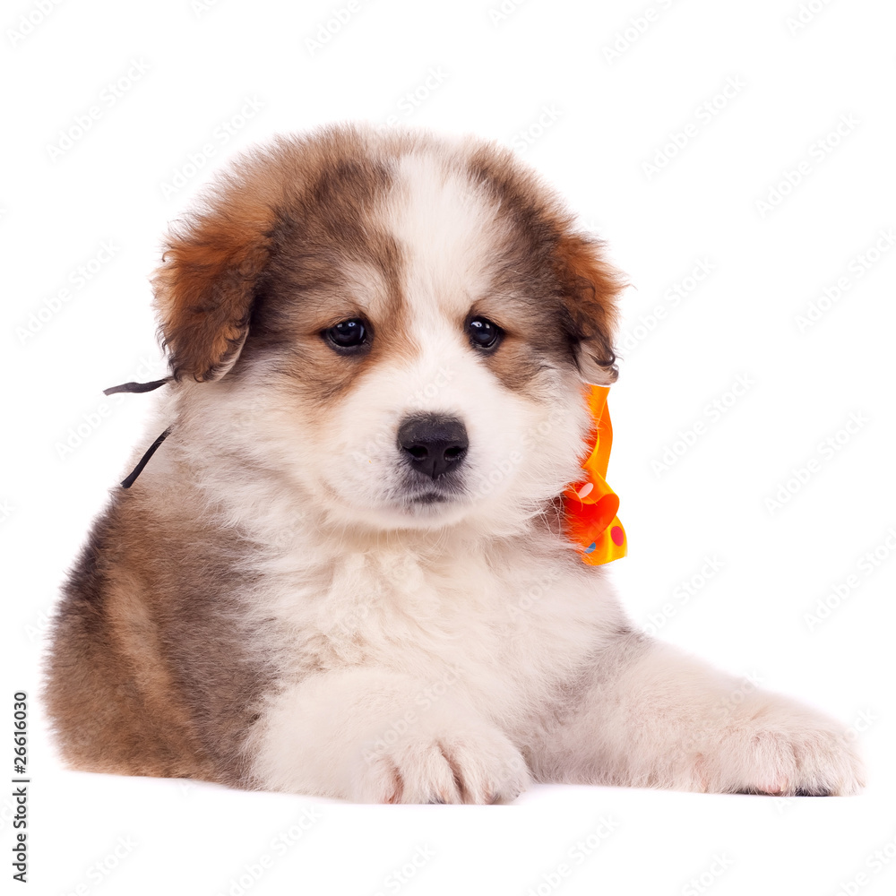 Fototapeta premium small furry puppy