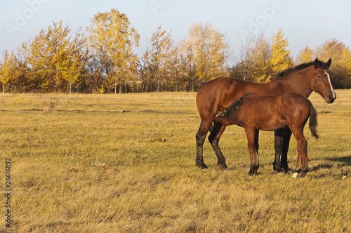 young horse © vadim yerofeyev
