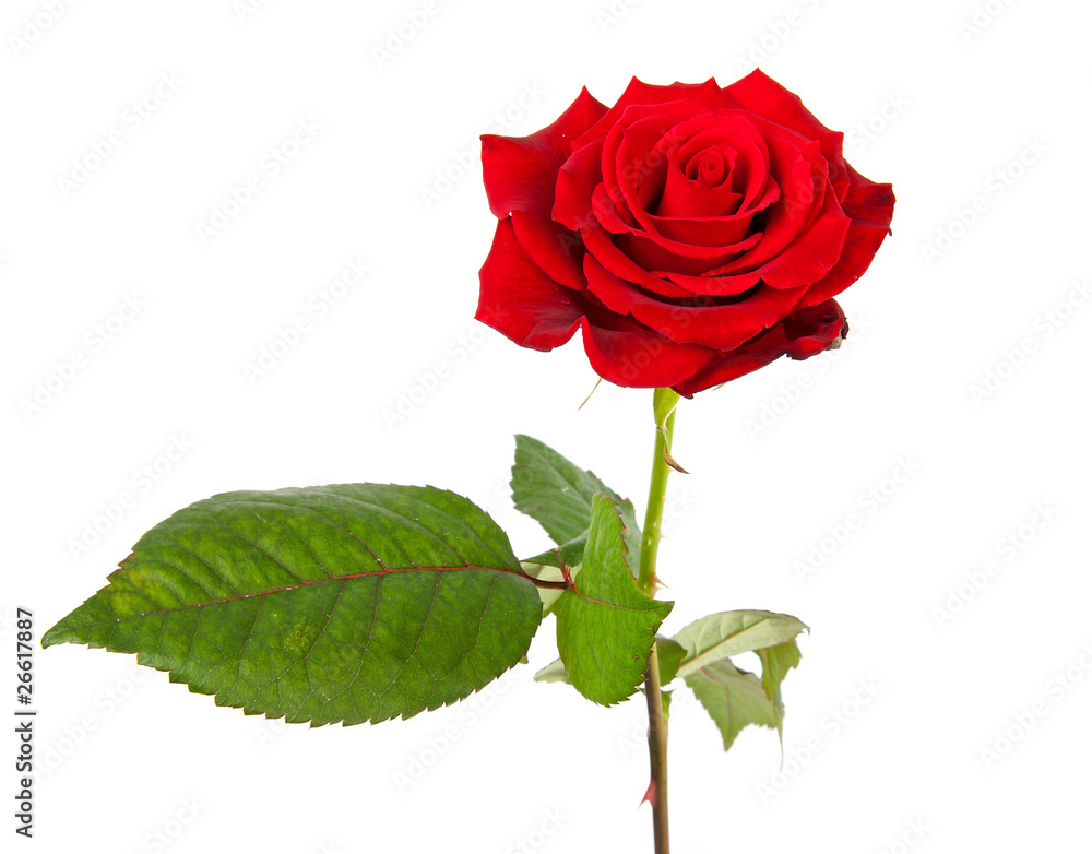 Fototapeta premium red rose over white background