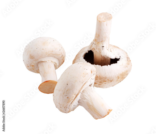 mushrooms (path included)