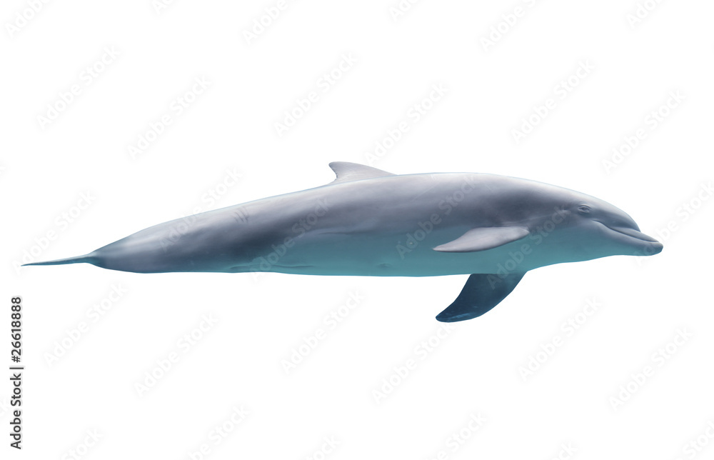 Dolphin Dolphin