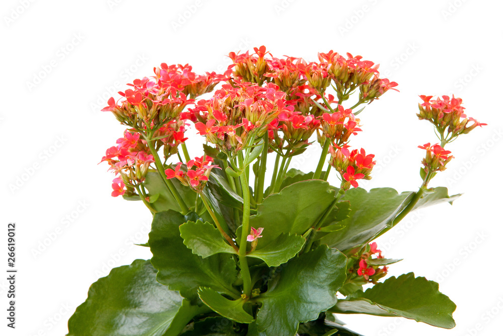 Fototapeta premium pink kalanchoe flower plant over white background