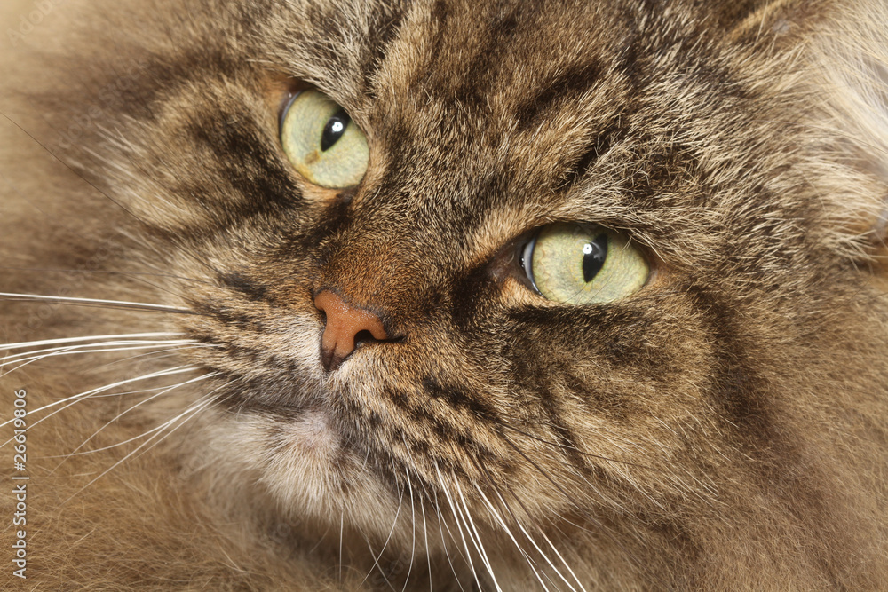 portrait de siberian cat de face portrait de siberian cat de face