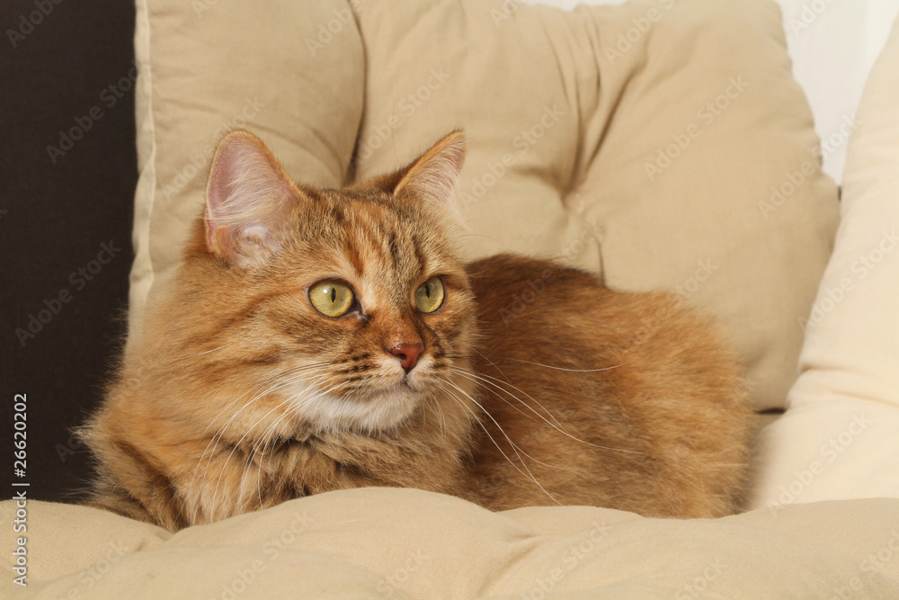 chat de sibérie sur le canapé