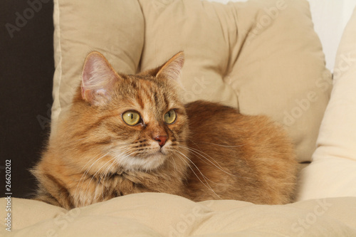 chat de sibérie sur le canapé