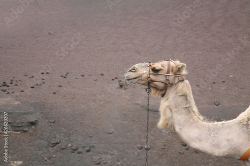 Kamelreiten im Nationalpark Timanfaya photo