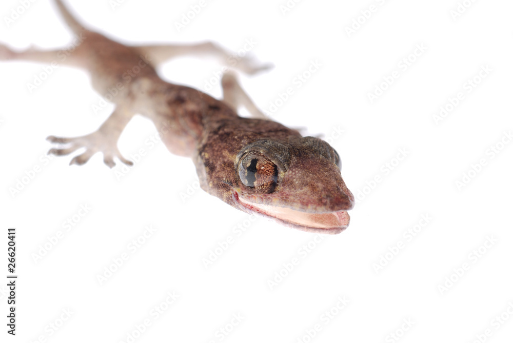 Naklejka premium gecko babe isolated