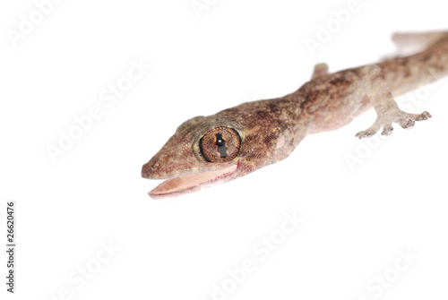 gecko babe isolated