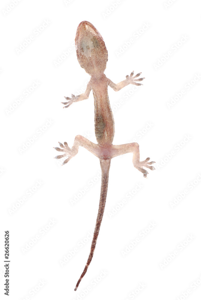 Fototapeta premium gecko babe isolated