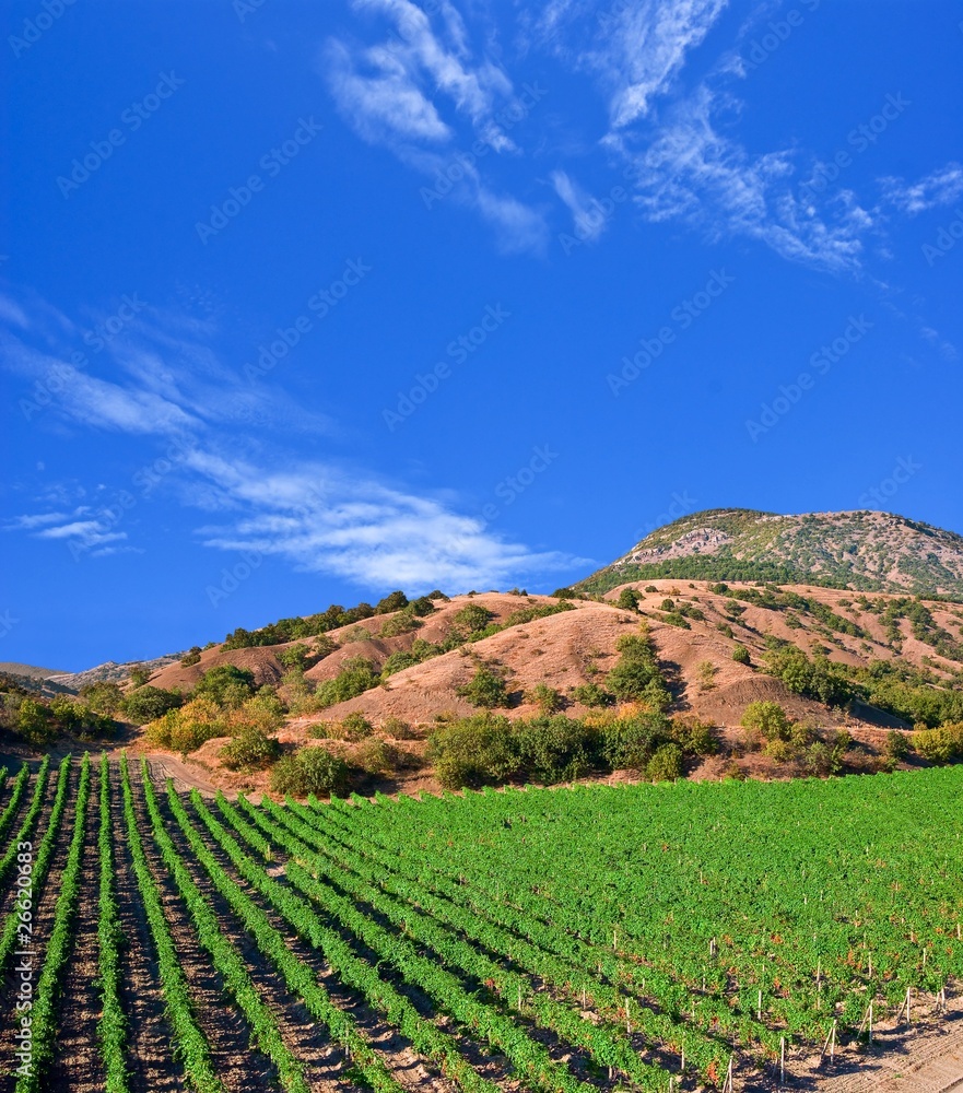 slender vine rows in a mountain valley