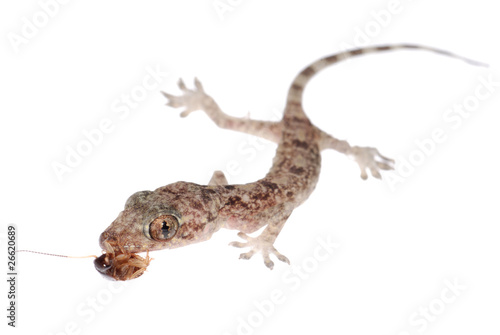 gecko babe eat roach isolated © defun