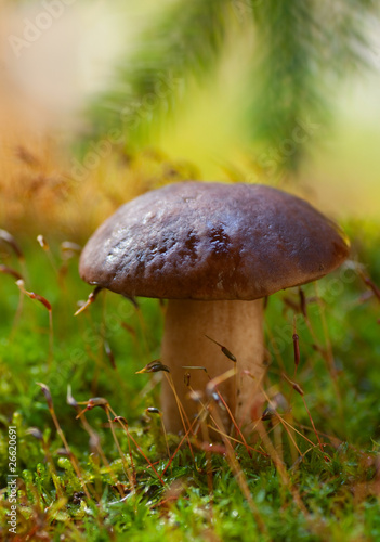 Mushroom on moss