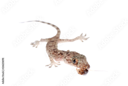 gecko babe eat roach isolated