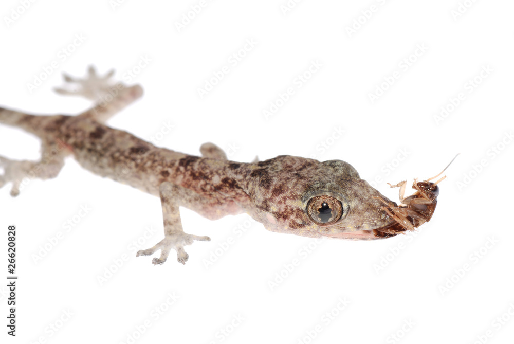 Naklejka premium gecko babe eat roach isolated