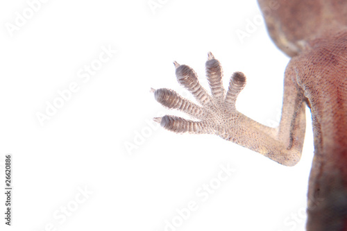 gecko claw isolated