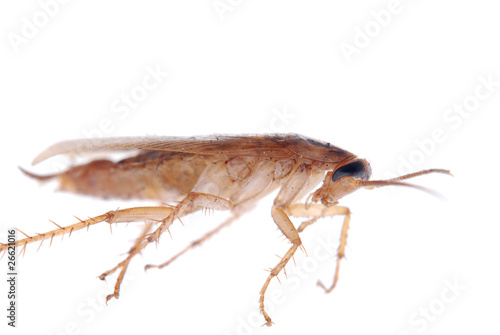 german cockroach isolated