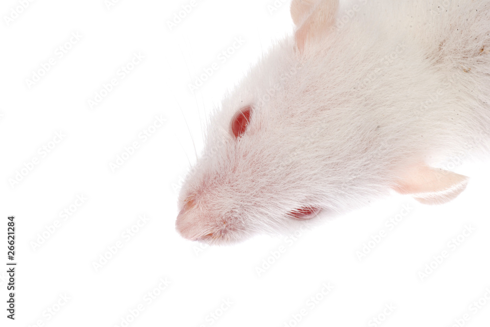 white rat white rat