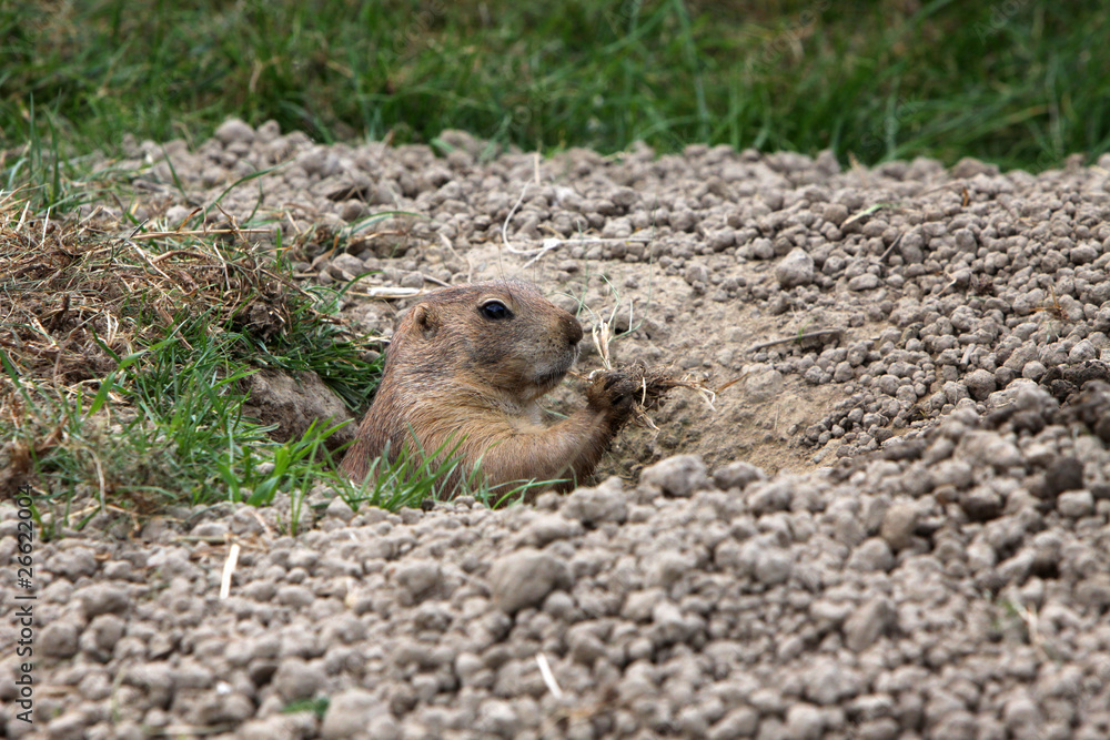 Naklejka premium Präriehund