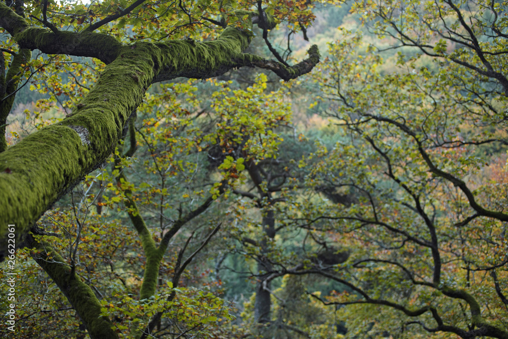 Fototapeta premium wald