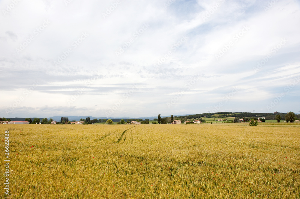 Agriculture landscape in French Bourgogne