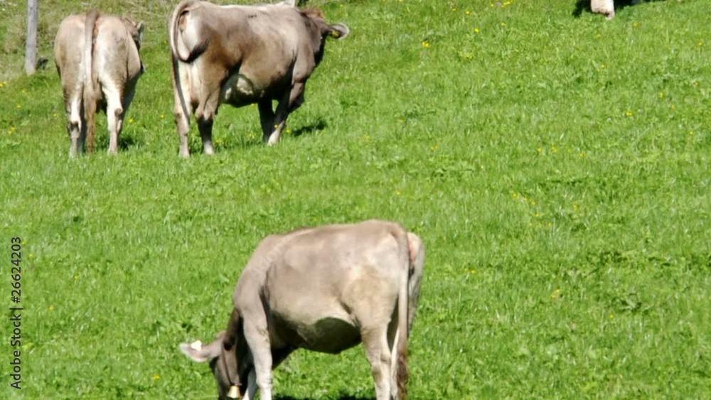 Grazing cows in austria Grazing cows in austria