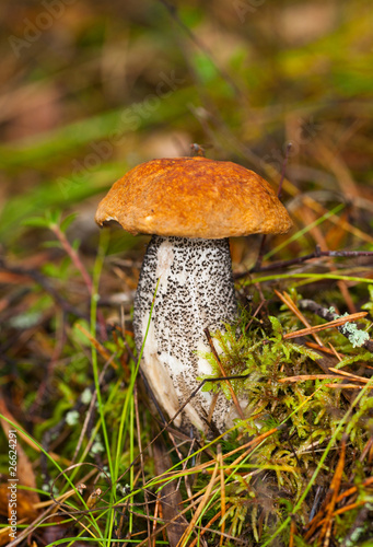 orange-cap mushroom