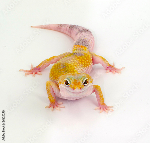 geco leopardino leopard gecko Genere Eublepharis