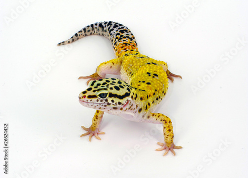 geco leopardino Eublepharis lucertola