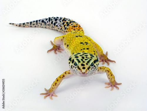 geco leopardino