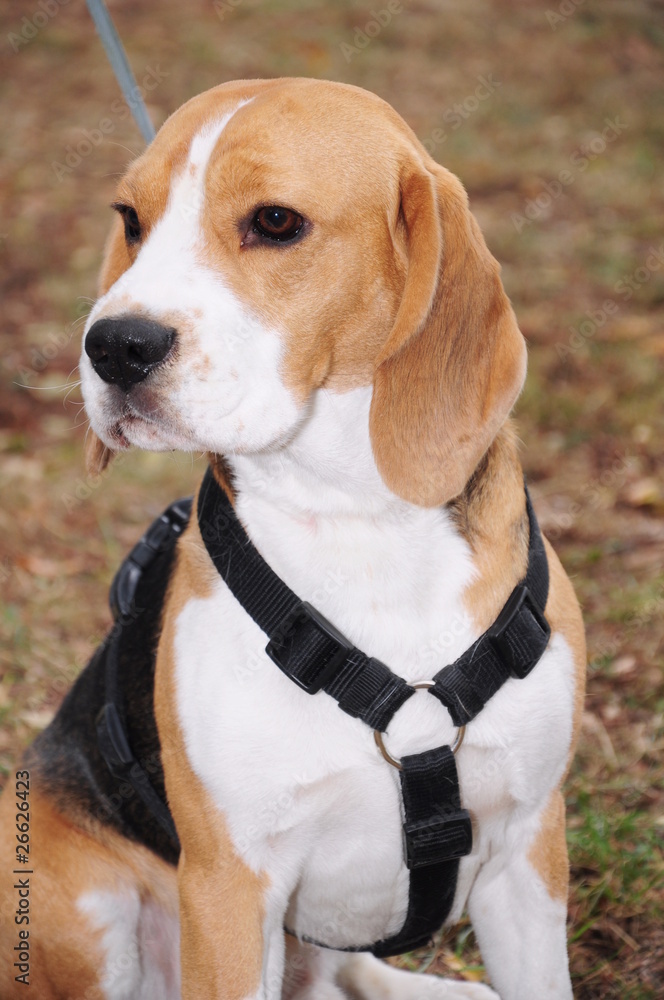 beagle