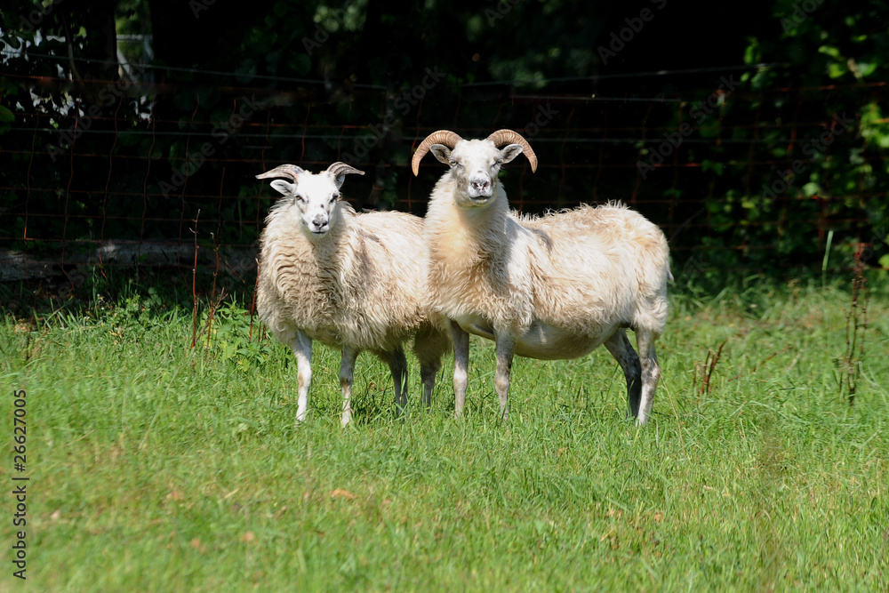 Fototapeta premium Heidschnucken