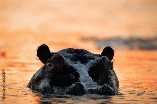 Fotografia, Obraz Hippopotamus on a decline.