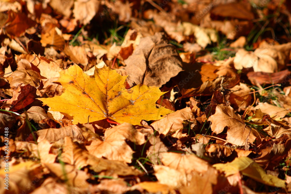 Ahornblatt im Herbst