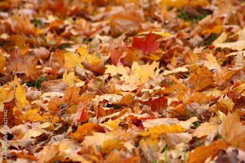 Herbstlaub am Boden