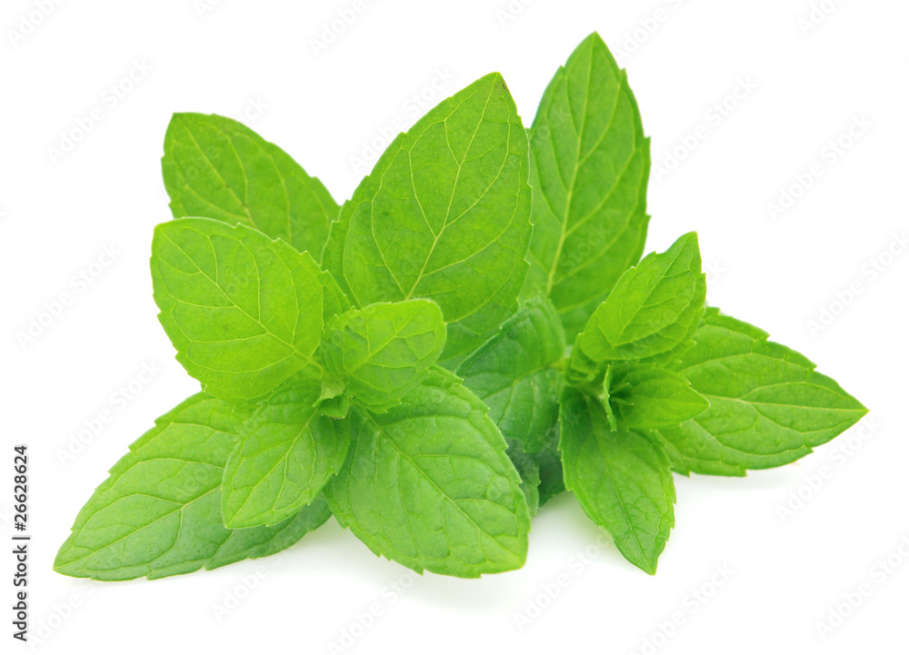 Mint Mint