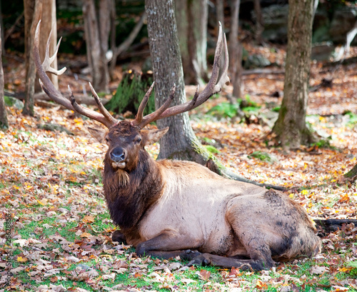 Elk Resting on a Fall Day photo