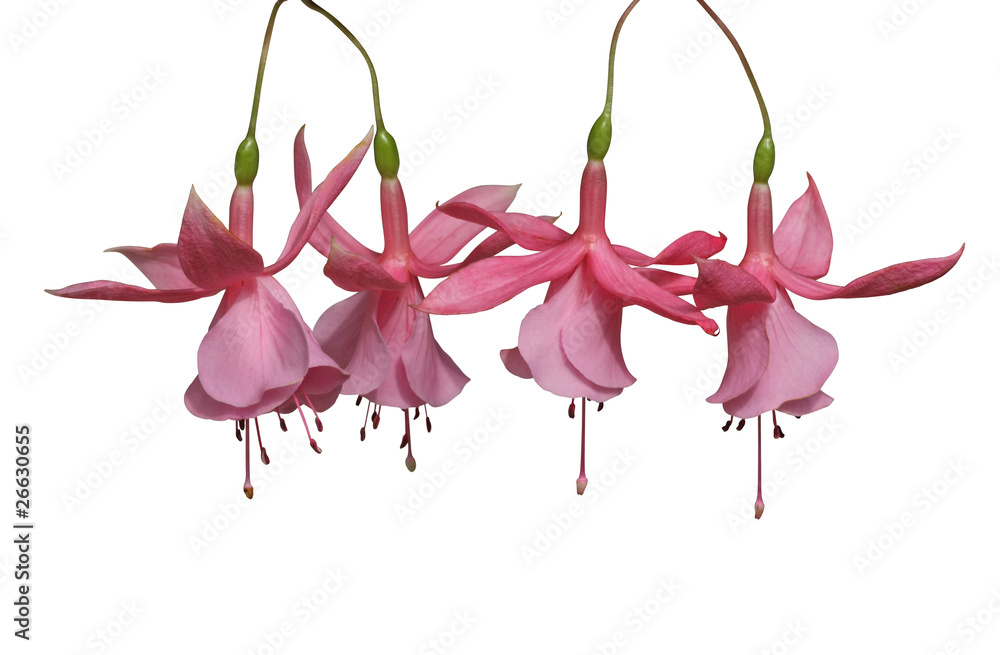 Obraz premium fleurs de fuchsia rose