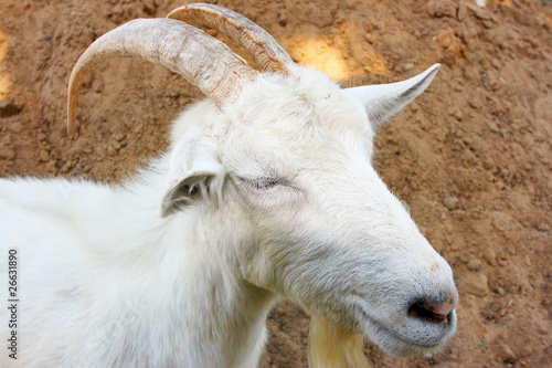 She-goat portrait photo