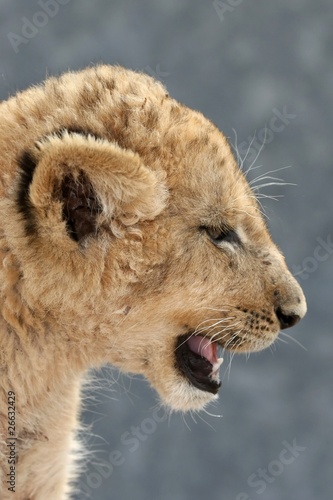 Lion Cub Profile