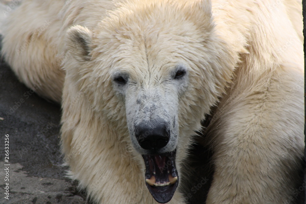 Eisbär gähnt Eisbär gähnt