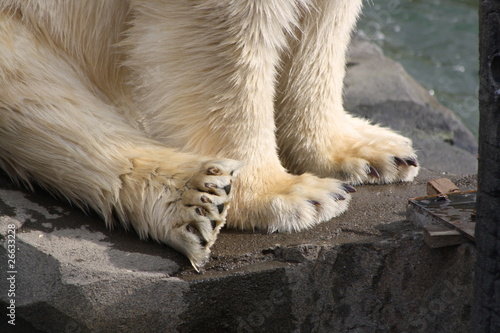 Eisbär Füße