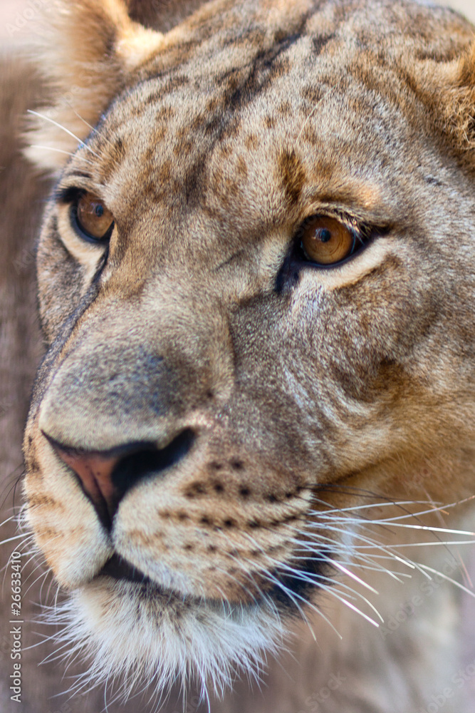 Fototapeta premium Close-up of Lioness