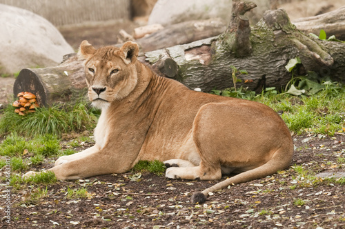 Female subject of lion  Panthera leo