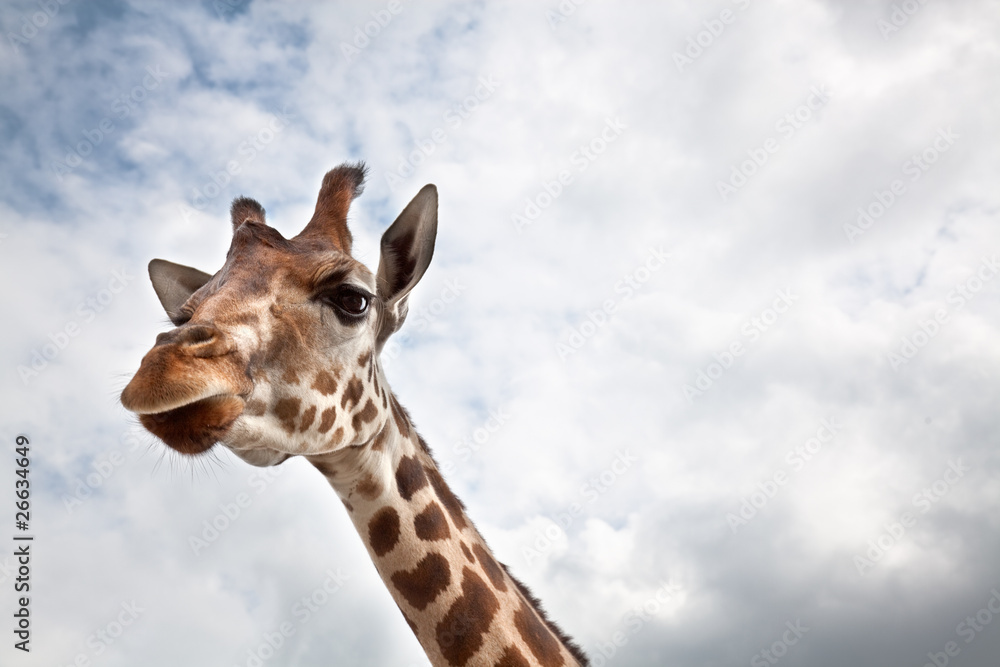 Obraz premium Head of a Giraffe in the wild